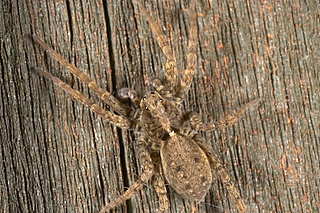 spider
